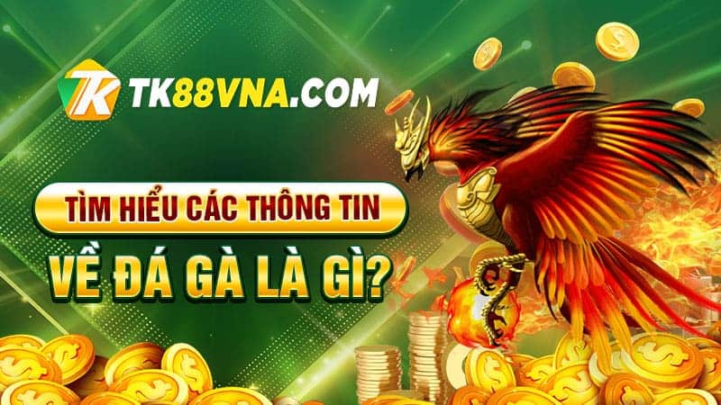 Tìm hiểu các thông tin về đá gà là gì